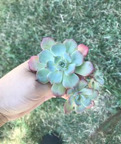 Rare Echeveria Laulensis