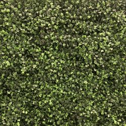 Ivy Boxwood