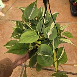 Philodendron 'Silver Stripe'