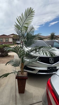 Palm tree