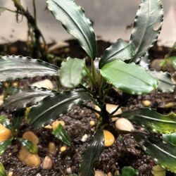 Bucephalandra Blue 