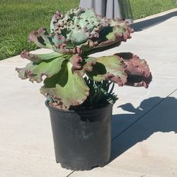 Don't Know The Name?