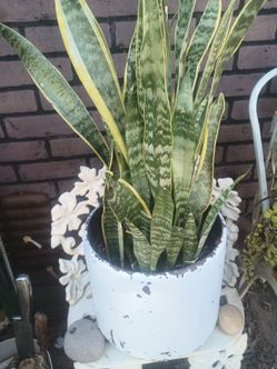 Planta