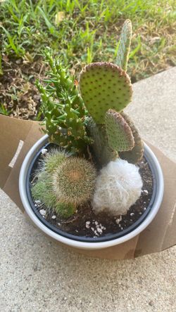 Cactus