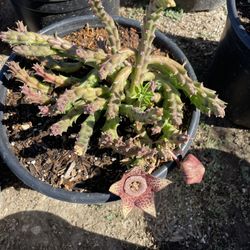 Stapelieae Succulent