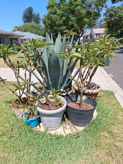 Plumeria palms Free. yellow & 1 red flowers