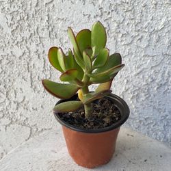 4 Inch Pot Succulent plant - Crassula Ovata - Classic Jade - Money Tree - Rooted & Established Plant - Drought resistant - 🪴