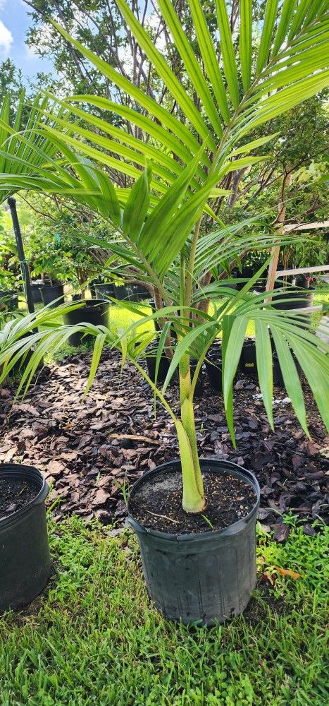 King Palm Trees in 7 Gallon Container