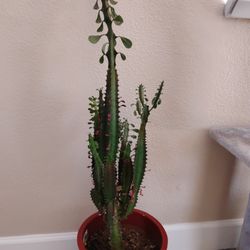 Cactus Serculant Plant With Vase