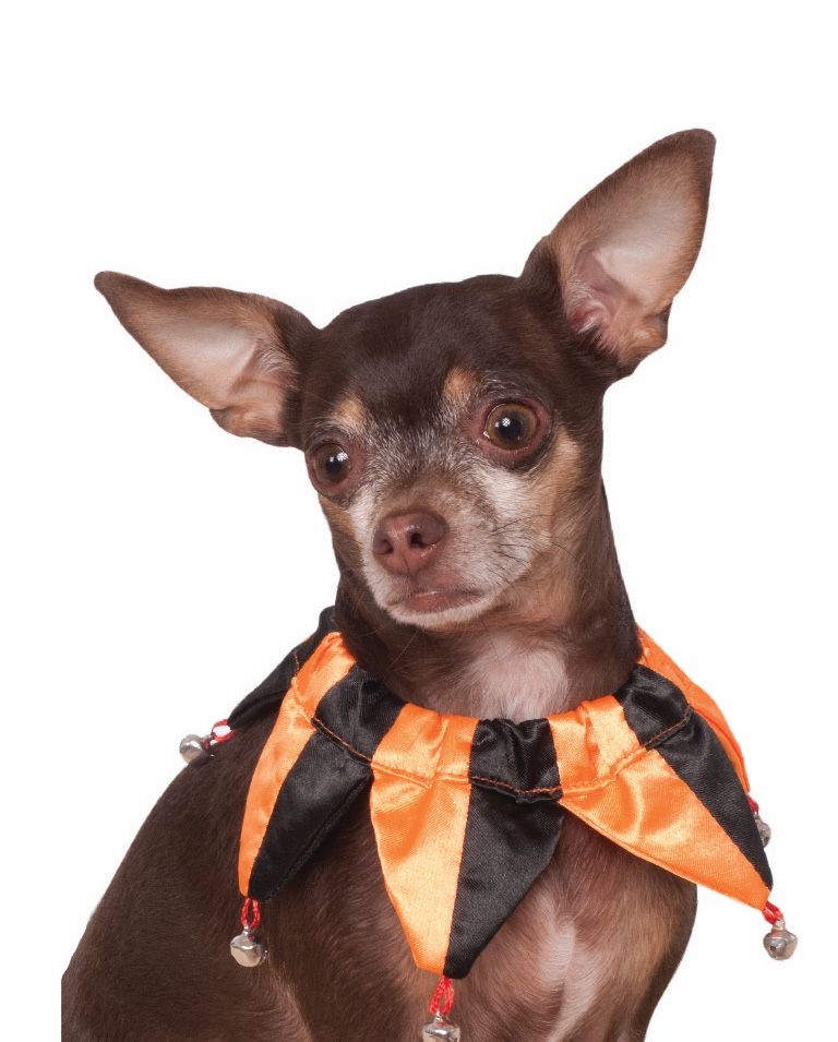 Rubies Pet Shop Boutique Halloween Hats For Dogs - Jester Collar, Size M/L