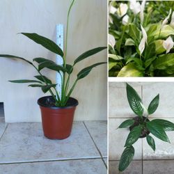 🪴Blooming Potted Peace Plant - Indoor /  Outdoori