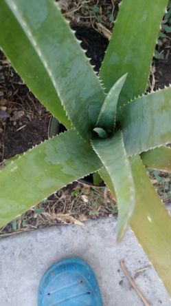 Aloe Vera 