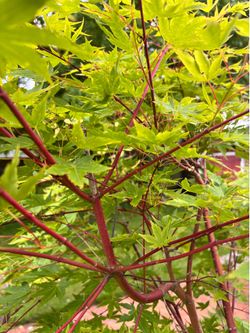 Coral Bark Maple 4 ft.  Pick-up Only