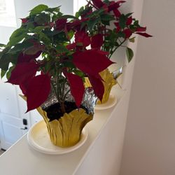 Free Poinsettias If You Buy Any Other Item I Am Selling