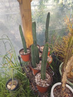 Harrisia Jusbertii