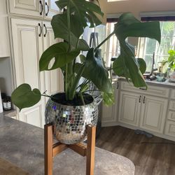 Healthy monstera in a medium/large Disco Ball Planter + Adjustable Wooden Stand 