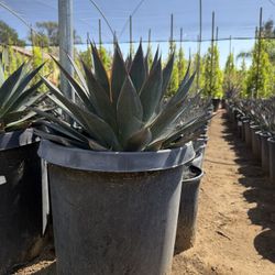 AGAVE BLUE GLOW