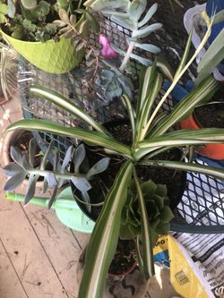 Spider plant, echeveria and sempervivium