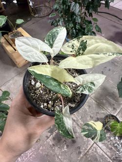 Syngonium Albo