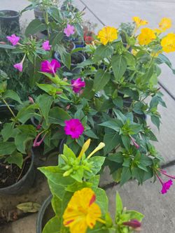 Plants For Sale