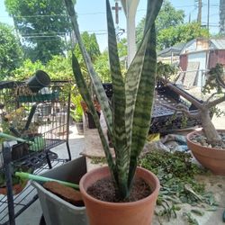 Snake Plant 