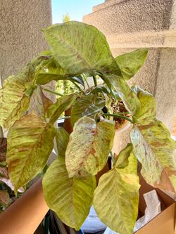 Syngonium Milk Confetti Plant - 4inch #7