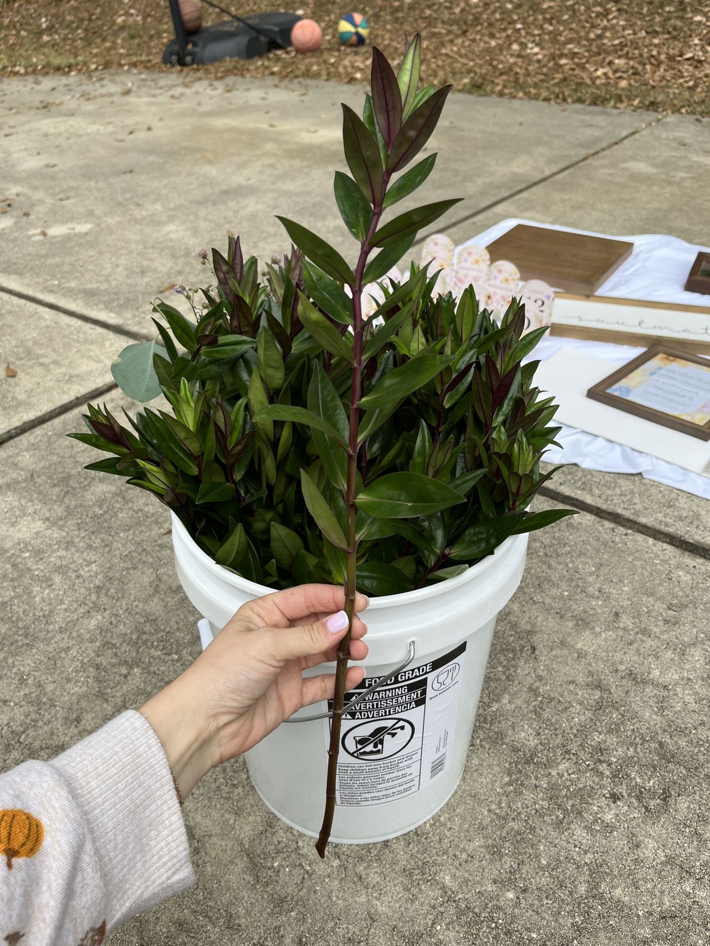 Bucket Of Fresh Greenery
