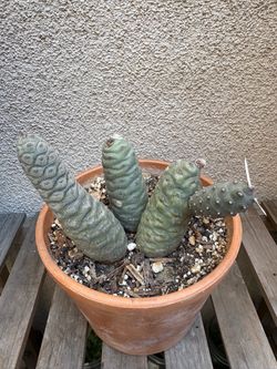 Pine Cone Cactus