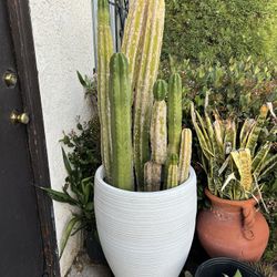 Cactus Plants White Large Ceramic Pot 