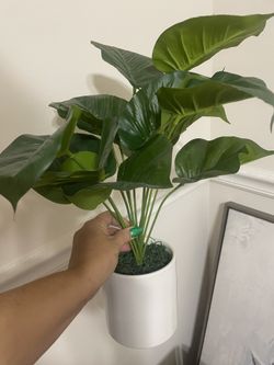 2 Plastic Plants In pots