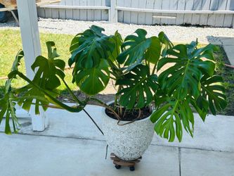 Swiss Cheese Plant