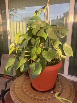 XL Monstra Plant
