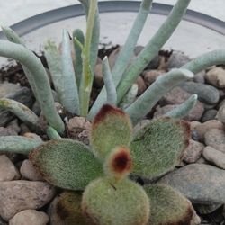 Succulent Terrarium 6'