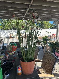 Plant