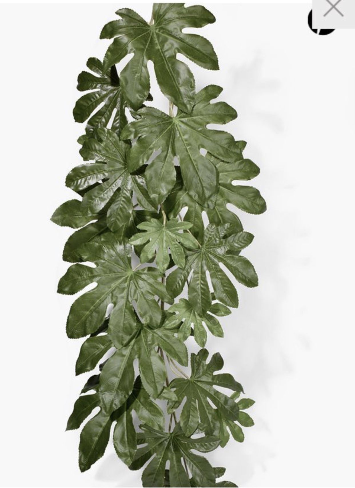 52” Fatsia Japonica Leaf Vine- set of 3