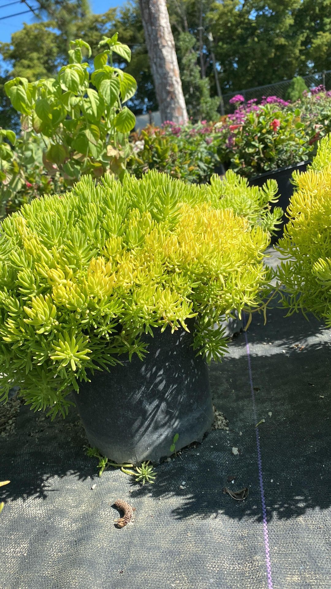 Sedum ‘Florida Gold’ – 1 Gallon – $5