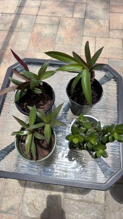 Jade plant and 3 Moses in the Cradle