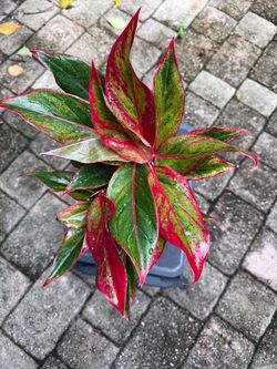Aglaonema  Siam Aurora