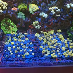 Fake Coral decoraciones