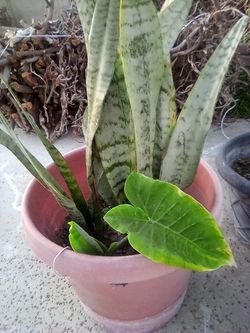 Baby Elephant Ears Plant In A Pot $12