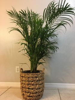 Large pot with Neantha Bella Palm 🌴