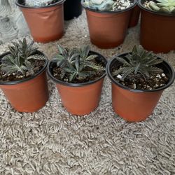 Mother Of Thousands 