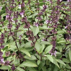 Thai Basil Plant In Pot 
