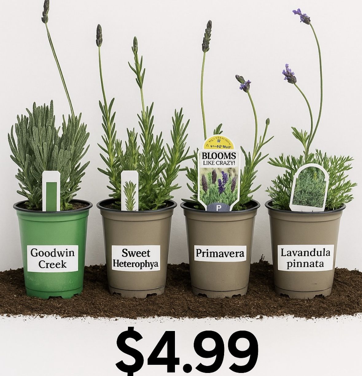 LAVENDER PLANTS ON SALE
