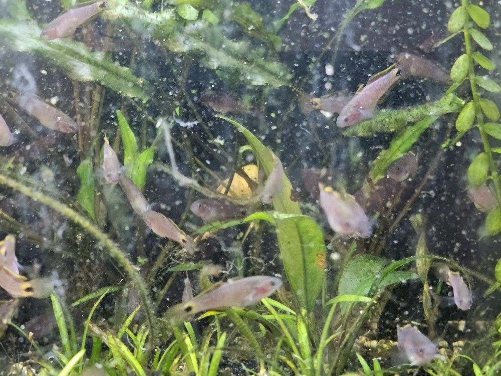 Fish Tank Decoration