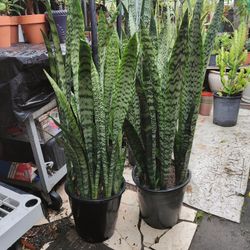 Snake Plants 