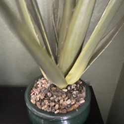 Fake Realistic Looking Aloe Vera Plant