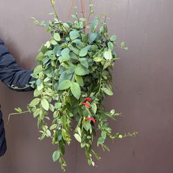 6” blooming lipstick plant