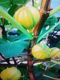 Panache fig trees in 4 x 9 tree pots
