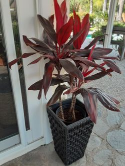 Cordyline plant in tall pot